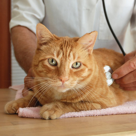 24 hour pet emergency syosset animal hospital animal emergency hotline
