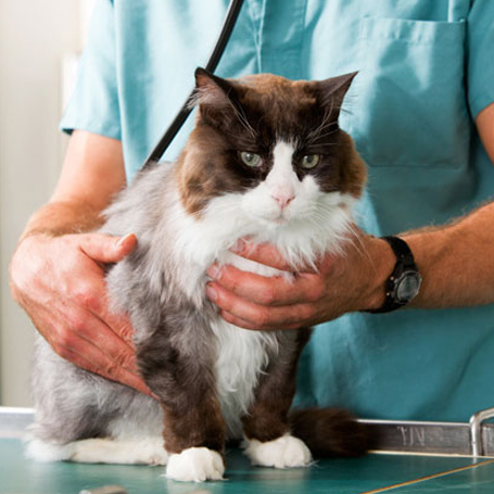Pet Vaccinations - Syosset Animal Hospital